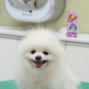 모리펫샵 이미지