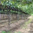 두지농장 이미지