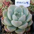 에버그린농장 이미지