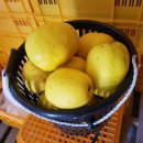 일월농장 이미지