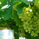 일수농장 이미지