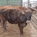 용촌농장 이미지