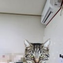 1361 | 수원 영통 에어컨 청소 맑은집케어 | 원룸 벽걸이 에어컨 청소 후기 🌬️