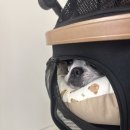 콩이 애견샵 | [천안]콩이와 함께한 JM웨딩천안 드레스 피팅 솔직 후기(⭐270612김혜빈⭐)