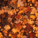 황금빛PC 이미지