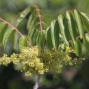 병천초등학교 이미지