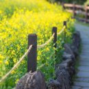 스테이 봄 이미지