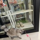 모여봐요 고양이 카페 | 고양이랑 놀고 게임도 하고! 5살 아이와 이색데이트 추천, 모여봐요 고양이카페