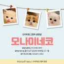 울산고양이분양 모나미네코 울산본점 이미지