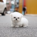 퍼피빌리지 이미지