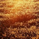 노을자리 이미지