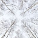 원대리 자작나무숲 이미지