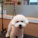 강아지song 이미지