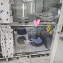 바스텟고양이병원 이미지