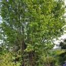 사봉면1 이미지