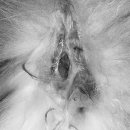 24시 잠실온 동물병원 이미지