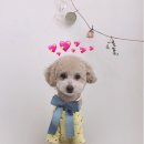 단추펫살롱 이미지