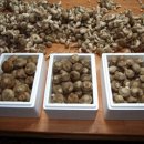 농선농장 이미지