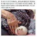 할머니와 간사한 쥐 이미지