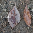 응달동 태정마을 푸조나무(5번) 이미지