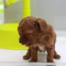 유로애견샵 이미지