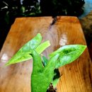 선후농장 이미지