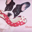 에이미펫 이미지