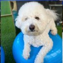 두두펫케어 | 부산애견유치원 두두펫케어, 반려견 행복의 시작!