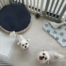 유어펫 살롱 이미지