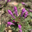 두리장식 이미지