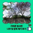사기막골로 31번길 | 가파른 법사면 나무 및 잡목 제거 후기