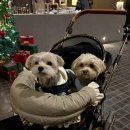 춘식이네 | 춘식이네 펫모차 타고 느좋 카페 다녀온 후기💖