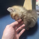 우리집코코 이미지