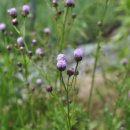 소사생태길(백일) 이미지