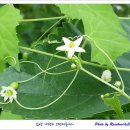 함양 용추계곡(용추사.용추폭포) 및 화림동계곡(농월정.거연정), 개평리 고택마을 탐방 (2015.08.22)