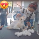 고양이 미용실 이미지