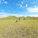 노블라인 도베르만 이미지