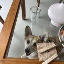 [프랑크푸르트 카페] 갈루스(Gallus)의 숨겨진 햇살 브런치 맛집, 모미(MOMI) 솔직 후기 🥞🥑