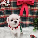 복이네 애견 미용 이미지