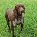 저먼 숏헤어드 포인터(German Shorthaired Pointer) 이미지