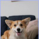 미래동물의료센터 이미지