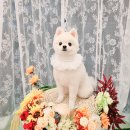 SM펫살롱 이미지