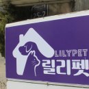 릴리펫 이미지