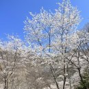 국립운장산자연휴양림 야영장 이미지