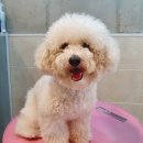 감성그루밍 이미지