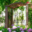 대구 수국 명소 실시간 후기 | 이현공원보다 더 예뻤던 그린웨이 단풍원
