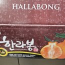 창주농장 | 제주한라봉 창주농장 최고당도 하우스 한라봉 18브릭스