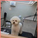 그린펫그루밍 이미지