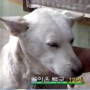 백구 이미지