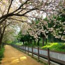 숲머리 | 조용해서 더 좋았던 경주 겹벚꽃길, 숲머리길 산책 후기